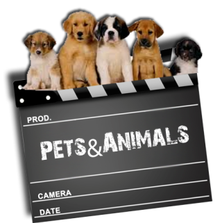 Pets & Animals